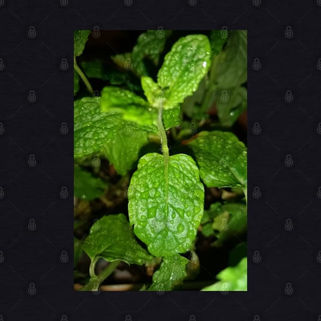 Mint plant leaves by Crea Twinkles